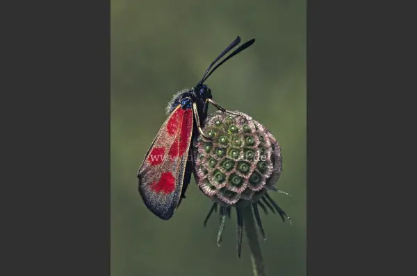 Fokus-Natur Bild