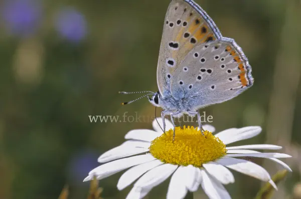 Fokus-Natur Bild