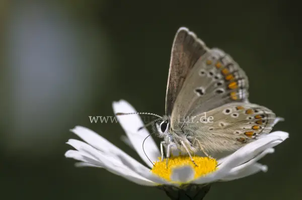 Fokus-Natur Bild