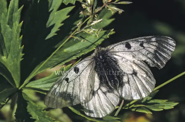 Fokus-Natur Bild