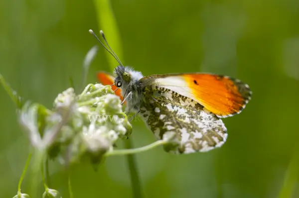 Fokus-Natur Bild