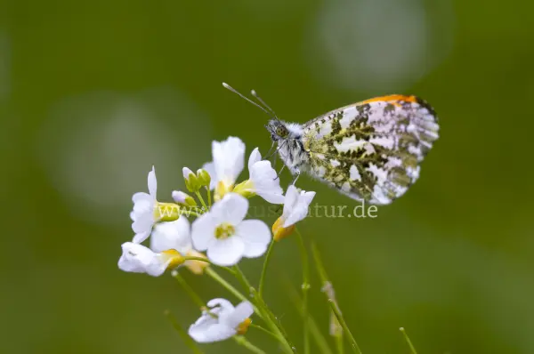 Fokus-Natur Bild