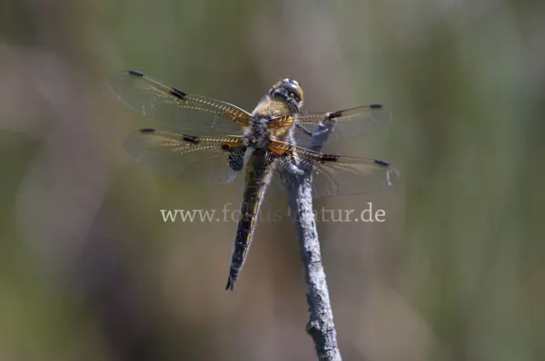 Fokus-Natur Bild