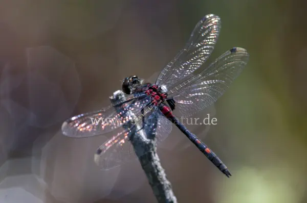 Fokus-Natur Bild