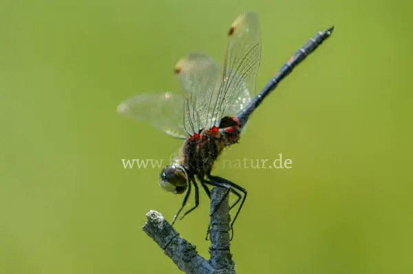 Fokus-Natur Bild