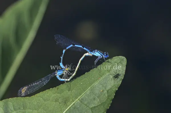 Fokus-Natur Bild