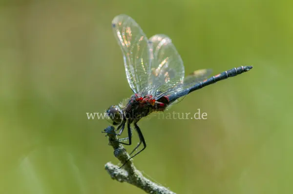 Fokus-Natur Bild