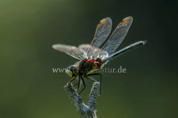 Fokus-Natur Bild