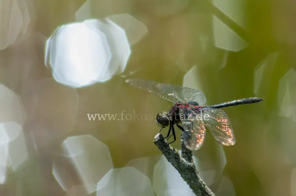 Fokus-Natur Bild