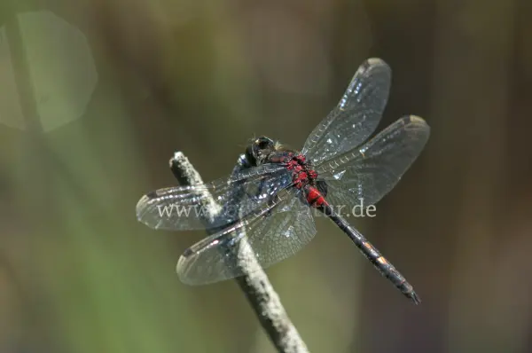 Fokus-Natur Bild