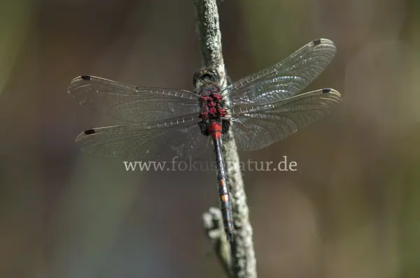 Fokus-Natur Bild