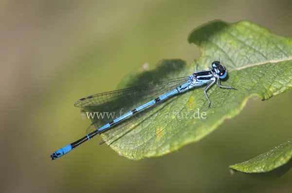 Fokus-Natur Bild