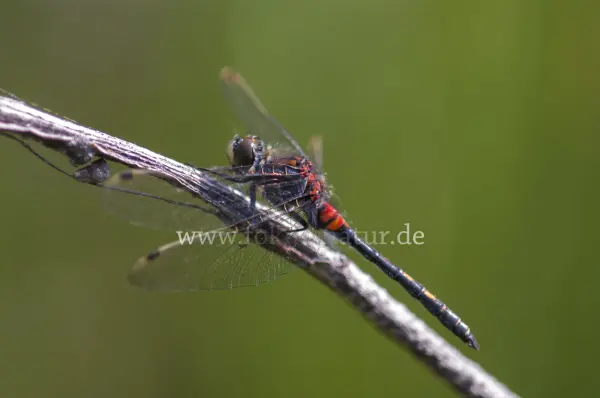 Fokus-Natur Bild