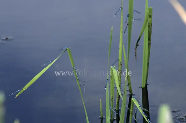 Fokus-Natur Bild