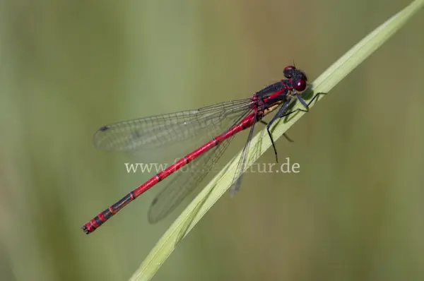Fokus-Natur Bild
