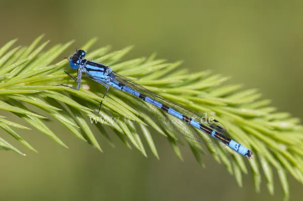 Fokus-Natur Bild