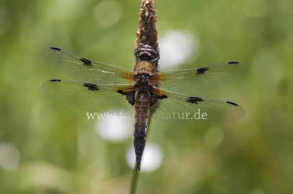 Fokus-Natur Bild