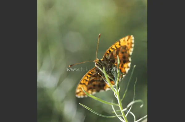 Fokus-Natur Bild