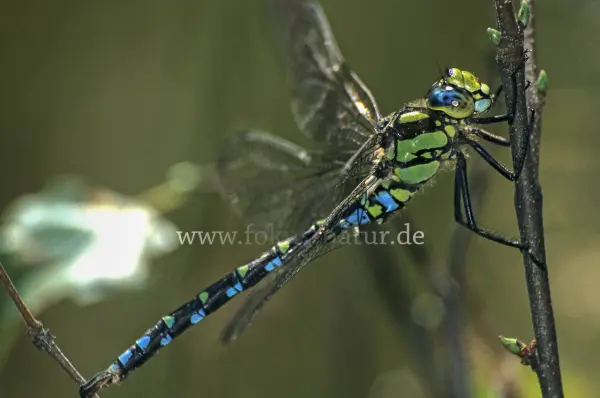 Fokus-Natur Bild