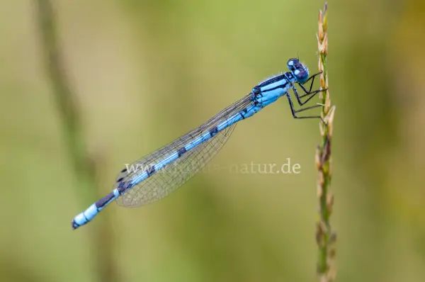 Fokus-Natur Bild