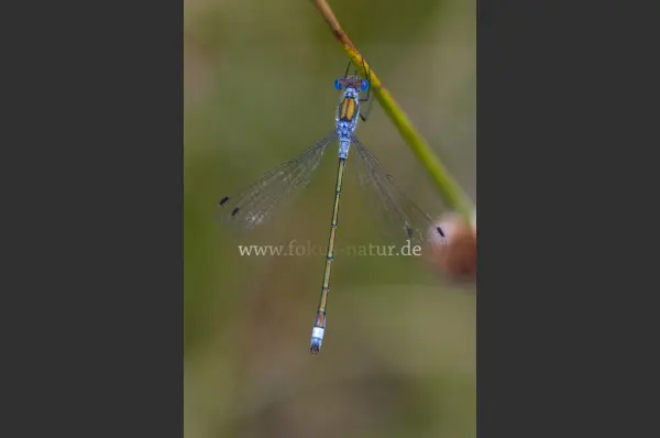 Fokus-Natur Bild
