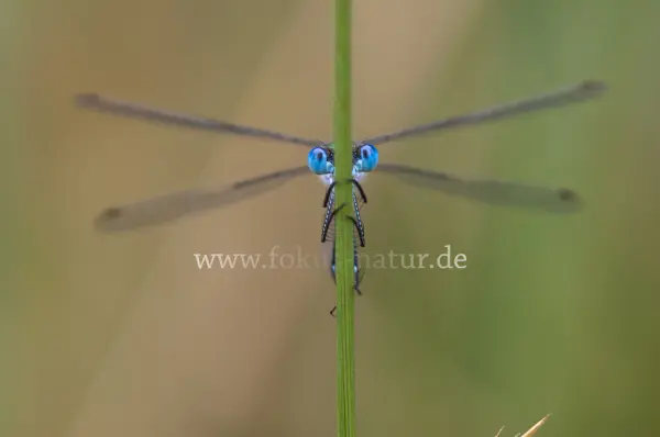 Fokus-Natur Bild