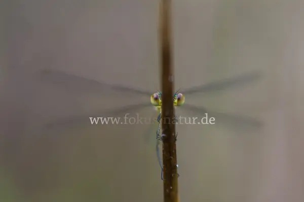 Fokus-Natur Bild