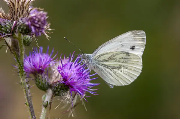 Fokus-Natur Bild