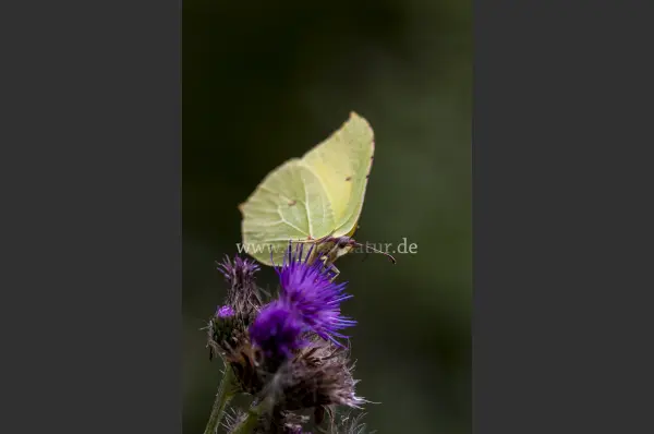 Fokus-Natur Bild