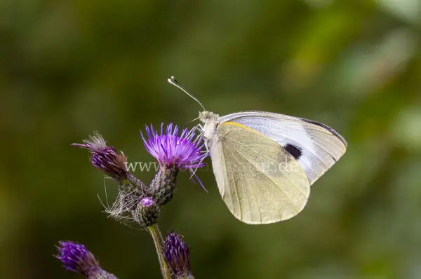Fokus-Natur Bild