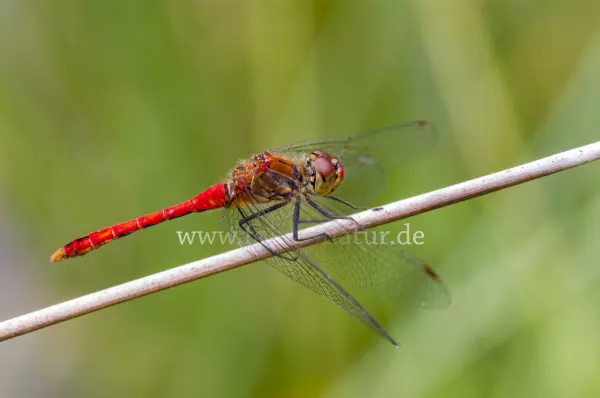Fokus-Natur Bild