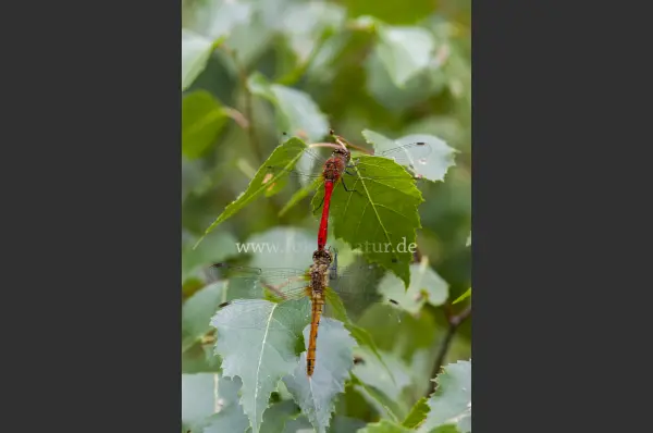Fokus-Natur Bild