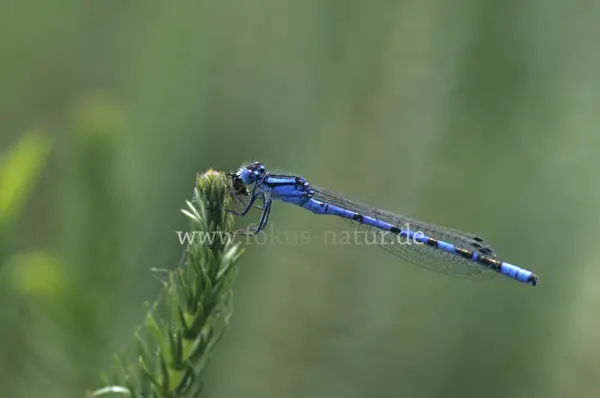 Fokus-Natur Bild