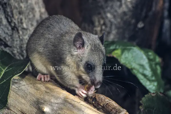 Fokus-Natur Bild