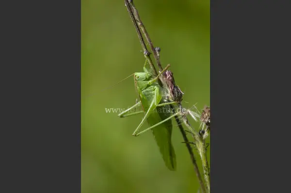 Fokus-Natur Bild