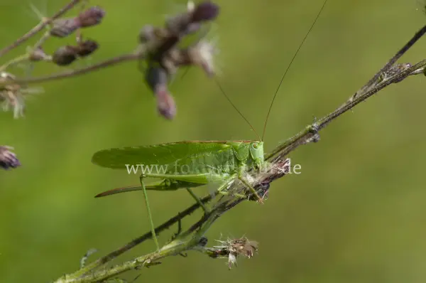 Fokus-Natur Bild