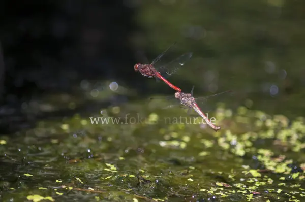 Fokus-Natur Bild