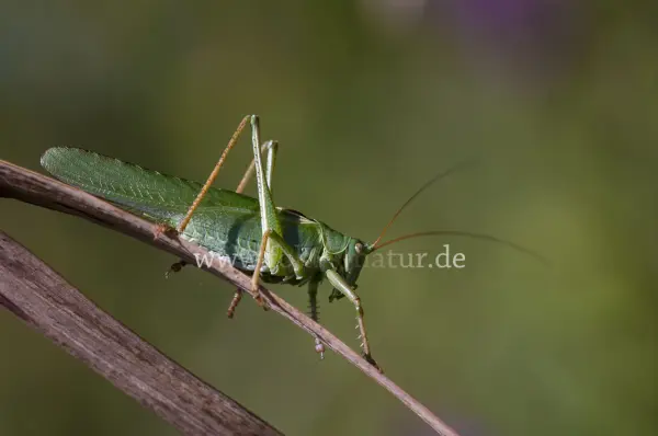 Fokus-Natur Bild
