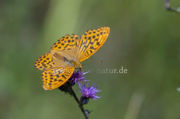 Fokus-Natur Bild