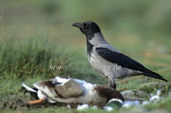 Fokus-Natur Bild