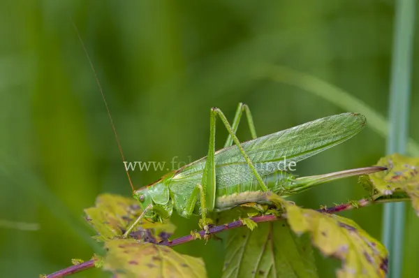 Fokus-Natur Bild