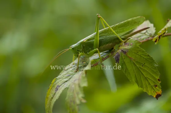 Fokus-Natur Bild