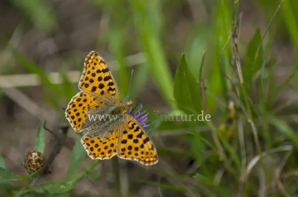 Fokus-Natur Bild
