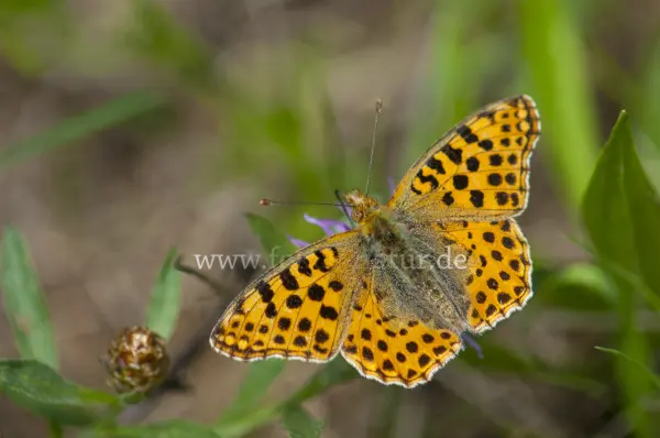 Fokus-Natur Bild