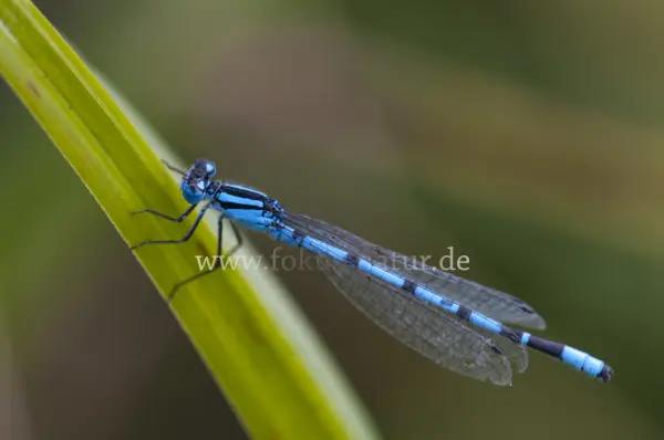 Fokus-Natur Bild