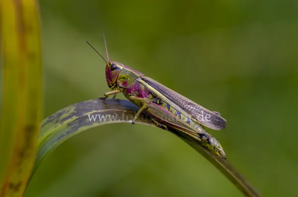 Fokus-Natur Bild