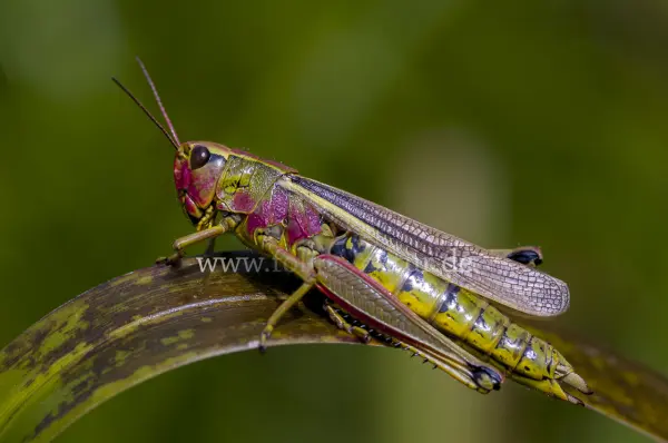 Fokus-Natur Bild