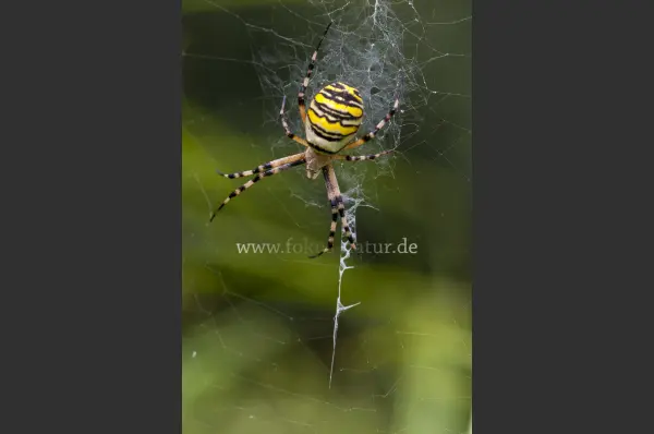 Fokus-Natur Bild