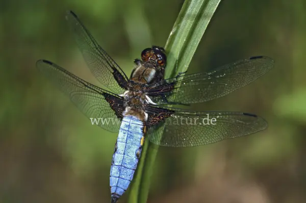 Fokus-Natur Bild