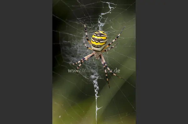 Fokus-Natur Bild